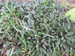 Attēlu rezultāti vaicājumam “Ajuga reptans bud”