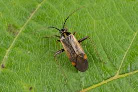 Attēlu rezultāti vaicājumam “Adelphocoris seticornis”