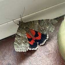 Attēlu rezultāti vaicājumam “Catocala nupta”