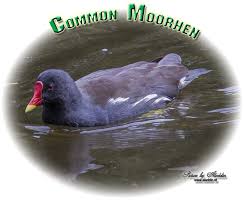 Attēlu rezultāti vaicājumam “Gallinula chloropus adult”