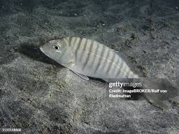 Image result for Lithognathus mormyrus