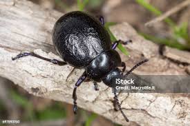 Attēlu rezultāti vaicājumam “Korynetes caeruleus”