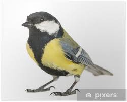 Attēlu rezultāti vaicājumam “Parus major”