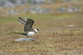 Attēlu rezultāti vaicājumam “Stercorarius parasiticus adult”