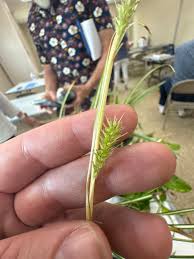 Attēlu rezultāti vaicājumam “Carex lepidocarpa fruit”