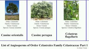 Attēlu rezultāti vaicājumam “Celastrus flagellaris”