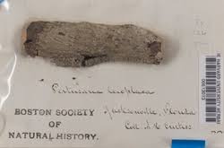 Attēlu rezultāti vaicājumam “Pertusaria leioplaca”