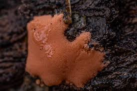 Attēlu rezultāti vaicājumam “Physarum viride var. incanum macro”