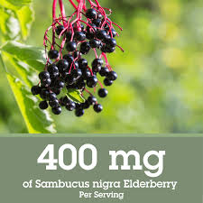 Attēlu rezultāti vaicājumam “Sambucus nigra fruit”