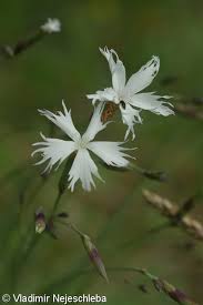 Attēlu rezultāti vaicājumam “Dianthus arenarius”