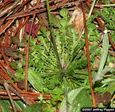 Attēlu rezultāti vaicājumam “Teesdalia nudicaulis”