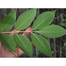 Attēlu rezultāti vaicājumam “Phellodendron amurense leaf”