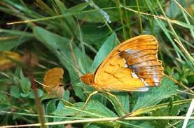 Attēlu rezultāti vaicājumam “Argynnis laodice female”