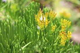 Attēlu rezultāti vaicājumam “Senecio”