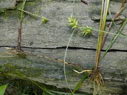 Attēlu rezultāti vaicājumam “Carex loliacea fruit”