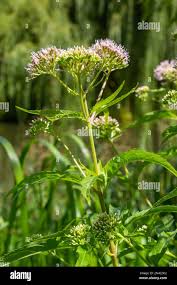 Image result for Eupatorium cannabinum