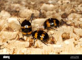 Attēlu rezultāti vaicājumam “Diaperis boleti”