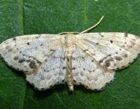 Attēlu rezultāti vaicājumam “Idaea dimidiata”