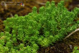 Image result for Mauerpfeffer