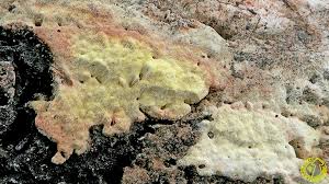 Attēlu rezultāti vaicājumam “Antrodia xantha”