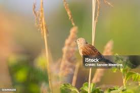 Attēlu rezultāti vaicājumam “Carduelis cannabina male”