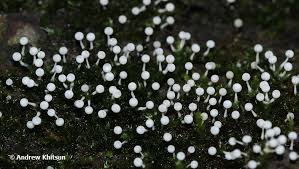 Attēlu rezultāti vaicājumam “Physarum globuliferum”