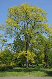 Attēlu rezultāti vaicājumam “Robinia”