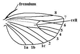 Attēlu rezultāti vaicājumam “Semioscopis avellanella imago”