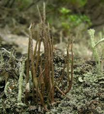 Attēlu rezultāti vaicājumam “Cladonia cornuta”