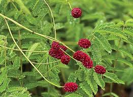 Image result for Sanguisorba officinalis