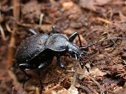 Attēlu rezultāti vaicājumam “Cychrus caraboides”