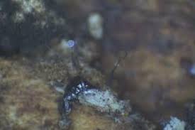 Attēlu rezultāti vaicājumam “Clastoderma debaryanum”