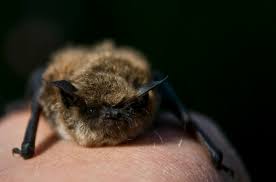 Attēlu rezultāti vaicājumam “Eptesicus nilssonii”