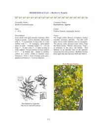 Attēlu rezultāti vaicājumam “Berberidaceae”