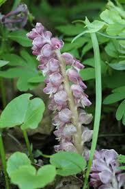 Attēlu rezultāti vaicājumam “Lathraea squamaria”