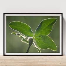 Attēlu rezultāti vaicājumam “Trifolium pratense leaf”