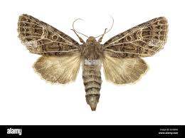 Attēlu rezultāti vaicājumam “Tholera decimalis”