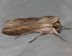 Attēlu rezultāti vaicājumam “Cucullia umbratica”