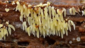 Attēlu rezultāti vaicājumam “Mucronella calva”