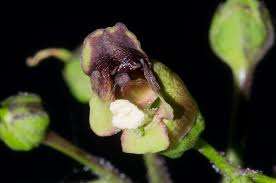 Attēlu rezultāti vaicājumam “Scrophularia nodosa”