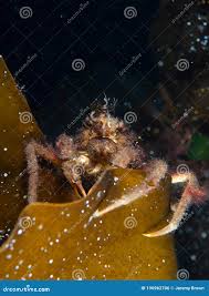 Image result for Hyas araneus
