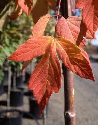 Attēlu rezultāti vaicājumam “Acer negundo leaf”