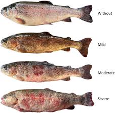 Image result for Oncorhynchus mykiss