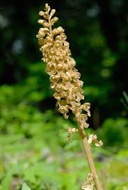 Attēlu rezultāti vaicājumam “Neottia nidus-avis fruit”