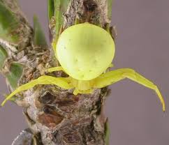 Attēlu rezultāti vaicājumam “Misumena vatia”