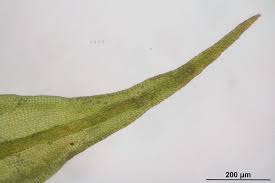 Attēlu rezultāti vaicājumam “Pseudoleskeella nervosa”