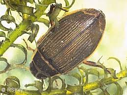 Attēlu rezultāti vaicājumam “Dytiscus marginalis”