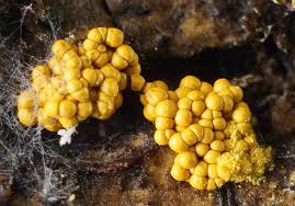 Attēlu rezultāti vaicājumam “Oligonema favogineum plasmodium”