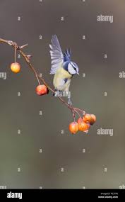 Attēlu rezultāti vaicājumam “Cyanistes caeruleus adult”