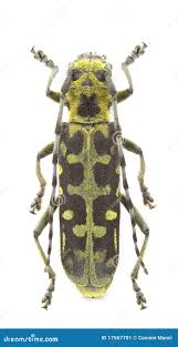 Attēlu rezultāti vaicājumam “Saperda scalaris”